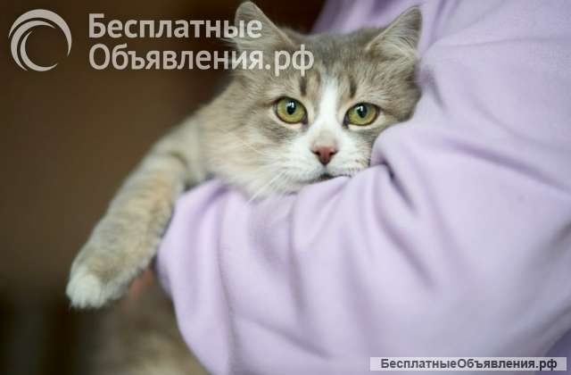 Красивая кошечка Топа ищет семью