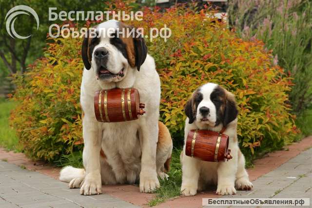 Щенки СЕНБЕРНАРА (Великан, Друг, Сторож, Няня)
