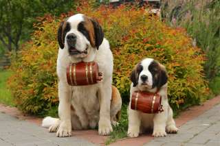 Щенки СЕНБЕРНАРА (Великан, Друг, Сторож, Няня)