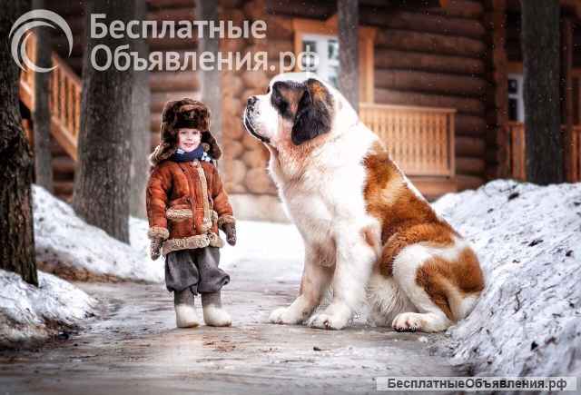 Щенки СЕНБЕРНАРА (Великан, Друг, Сторож, Няня)