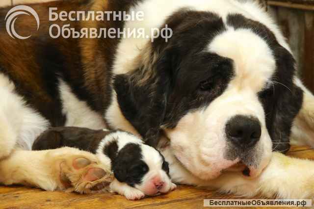 Щенки СЕНБЕРНАРА (Великан, Друг, Сторож, Няня)