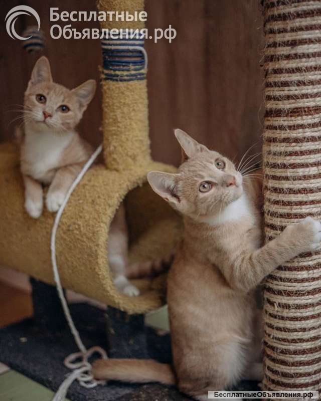 Очаровательные тигрята Рон и Гермиона в поисках дома