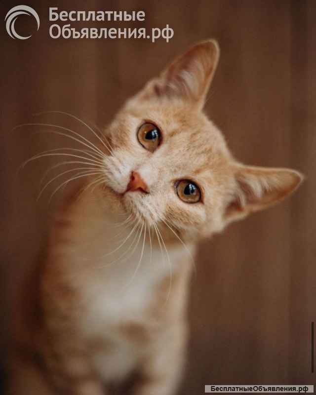 Очаровательные тигрята Рон и Гермиона в поисках дома