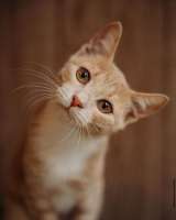 Очаровательные тигрята Рон и Гермиона в поисках дома