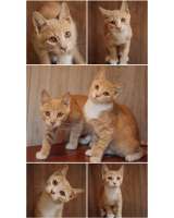 Очаровательные тигрята Рон и Гермиона в поисках дома