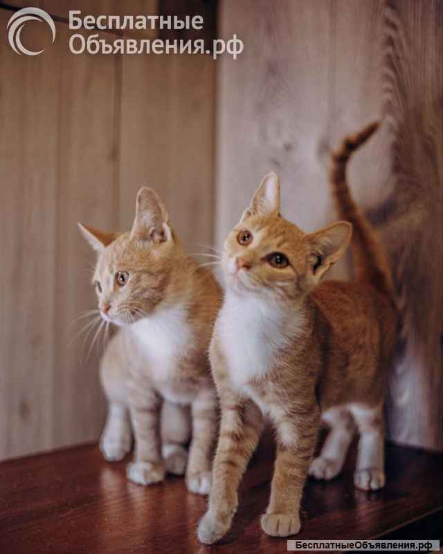 Очаровательные тигрята Рон и Гермиона в поисках дома