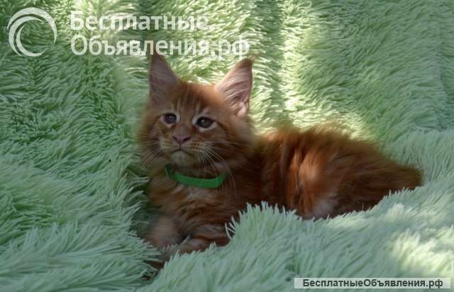 Котята мейн-кун. Красного окраса.