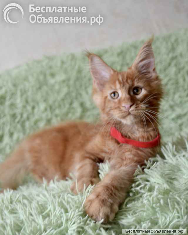 Котята мейн-кун. Красного окраса.