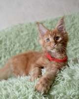 Котята мейн-кун. Красного окраса.