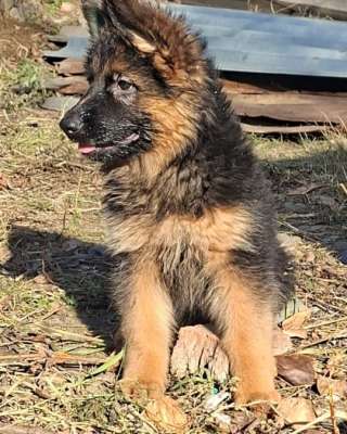 Немецкая овчарка длинношерстная