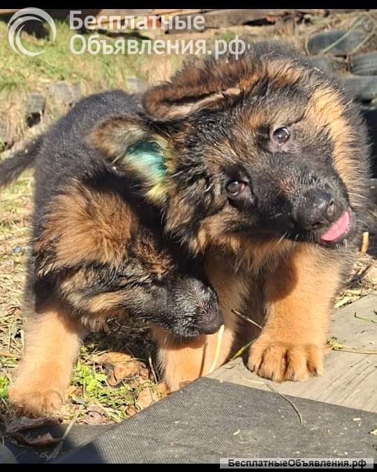 Немецкая овчарка длинношерстная