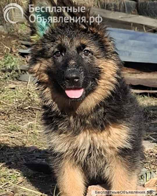Немецкая овчарка длинношерстная
