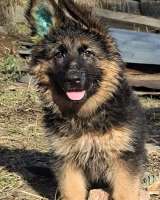 Немецкая овчарка длинношерстная