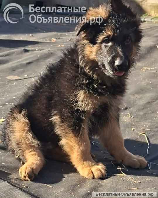 Немецкая овчарка длинношерстная