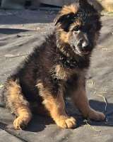 Немецкая овчарка длинношерстная