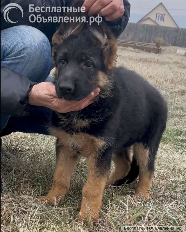 Щенки немецкой оачарки