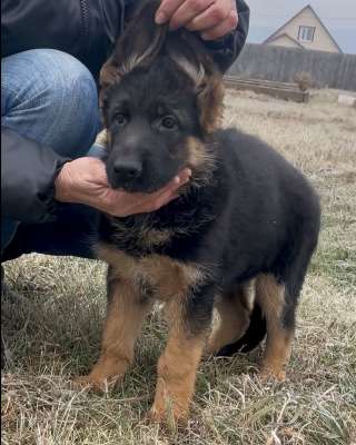 Щенки немецкой оачарки