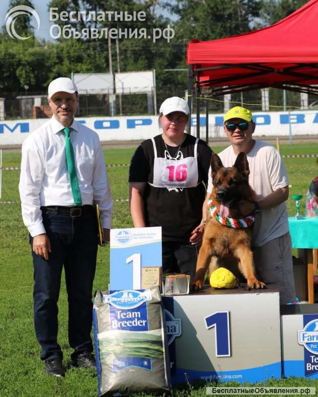 Щенки немецкой оачарки