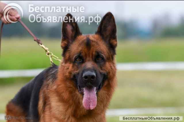 Щенки немецкой оачарки