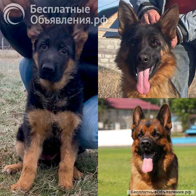 Щенки немецкой оачарки