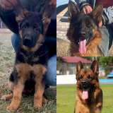 Щенки немецкой оачарки