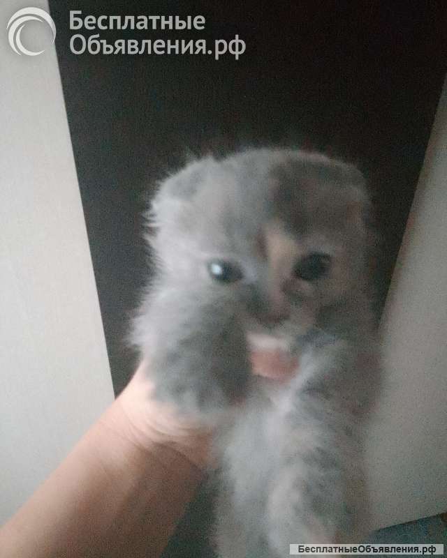 Котята шотландские вислоухие, длинношерстные, короткошёрстные, прямоухие