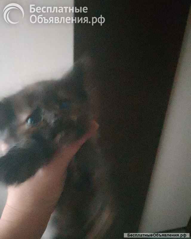 Котята шотландские вислоухие, длинношерстные, короткошёрстные, прямоухие