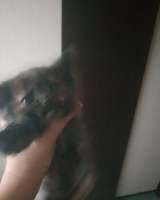 Котята шотландские вислоухие, длинношерстные, короткошёрстные, прямоухие