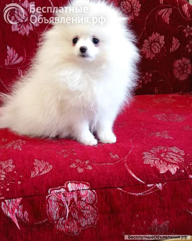 Белый померанский шпиц с документами, от чемпионов породы