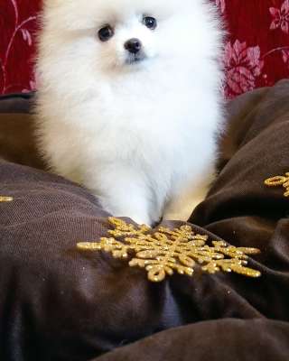 Белые померанские шпицы мишки с документами, от чемпионов породы