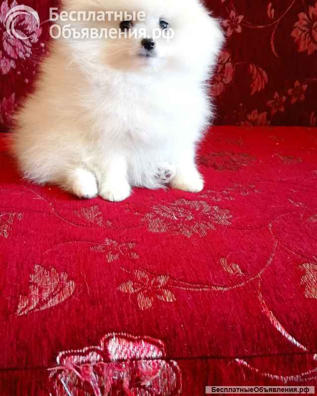 Белый померанский шпиц с документами, от чемпионов породы