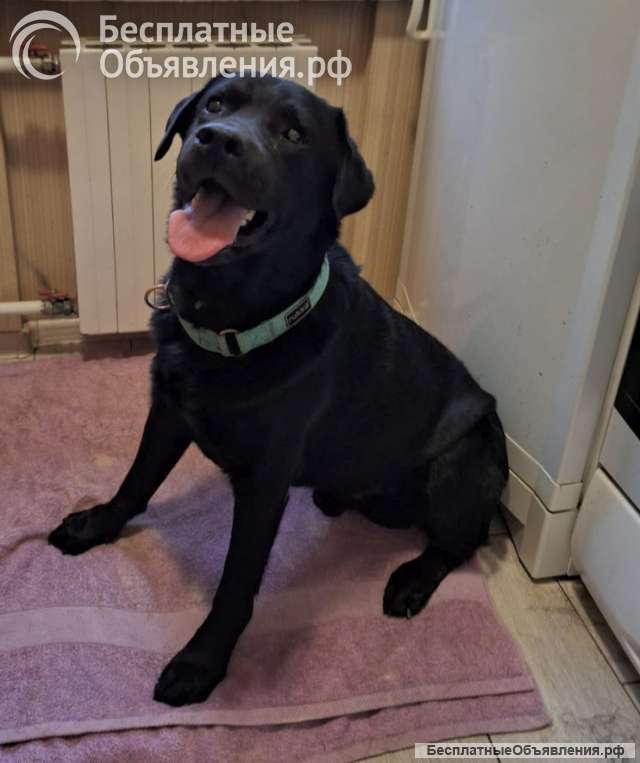 У Дэни две недели на поиски дома