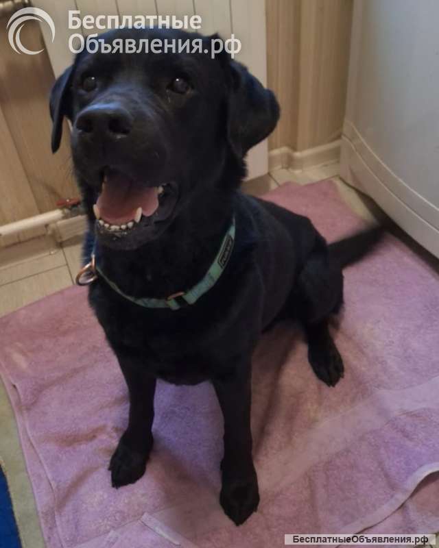 У Дэни две недели на поиски дома