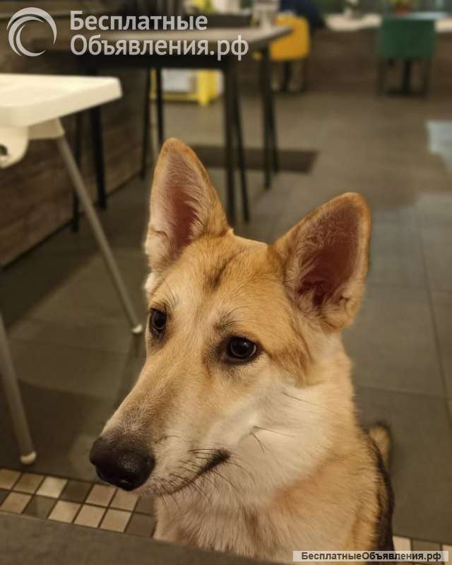 Лисенок ищет дом