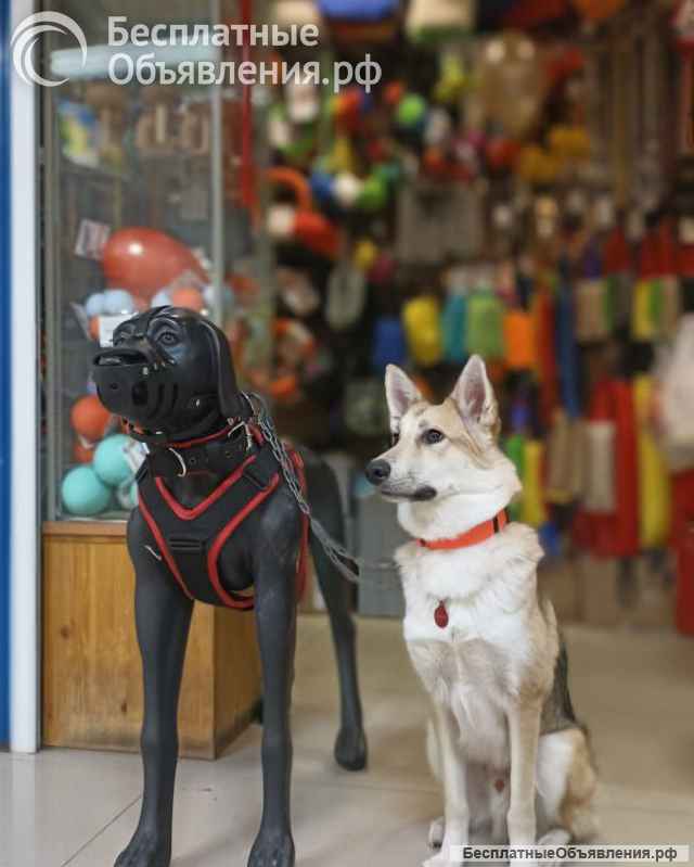 Лисенок ищет дом