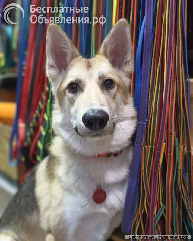 Лисенок ищет дом