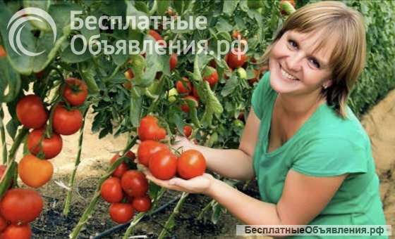 Овощевод Вахта Белгород