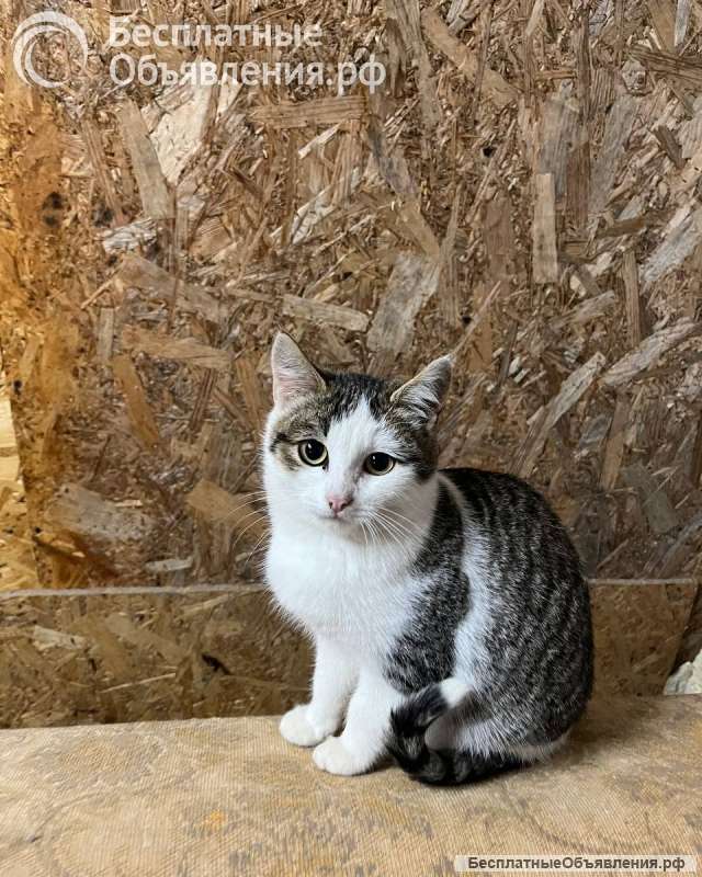 Котята без дома погибают на дачах