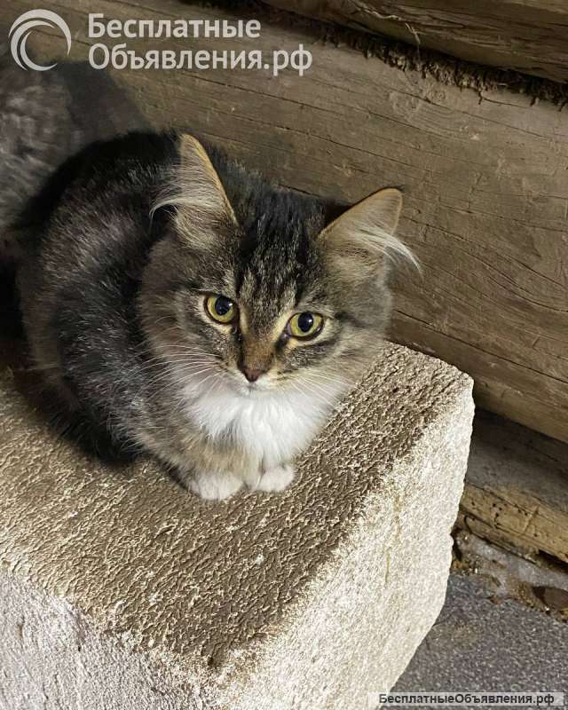 Котята без дома погибают на дачах