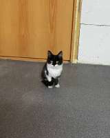 Котята без дома погибают на дачах