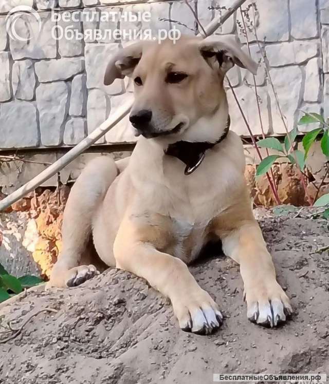 Щенки в дар