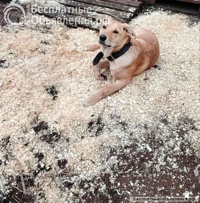 Щенки в дар