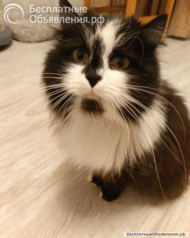 Ищет дом молодая кошечка по имени Фиона