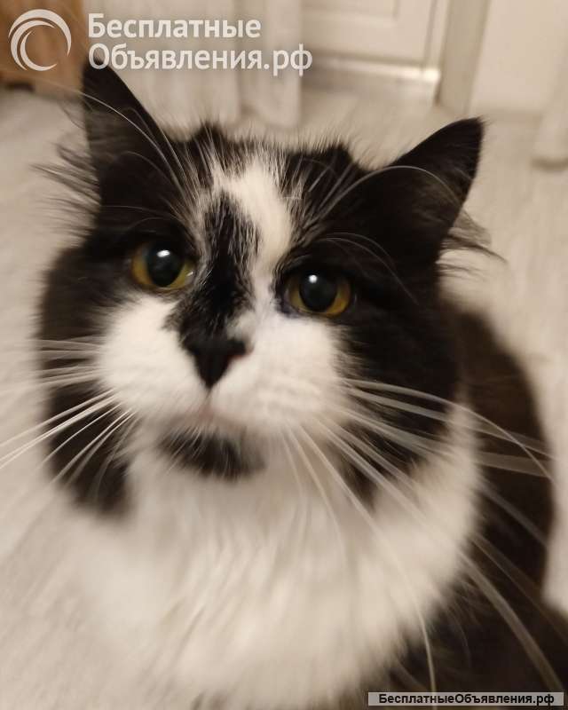 Ищет дом молодая кошечка по имени Фиона