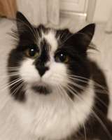 Ищет дом молодая кошечка по имени Фиона