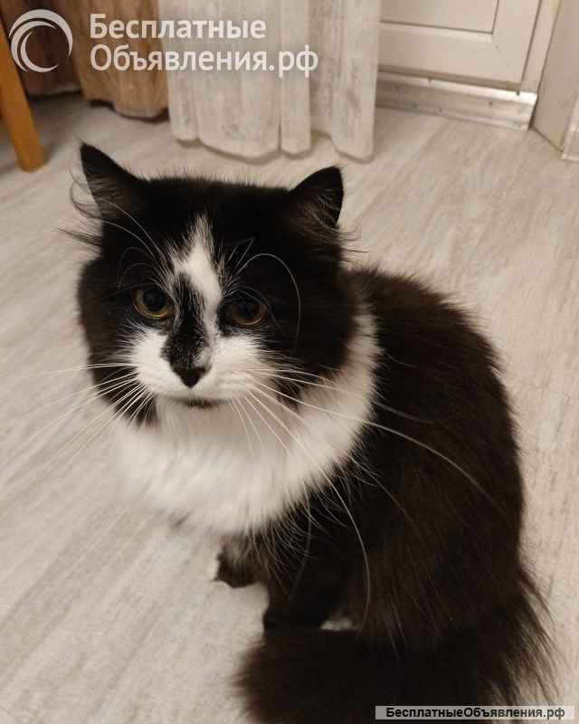 Ищет дом молодая кошечка по имени Фиона