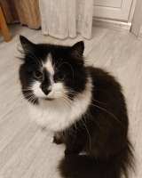 Ищет дом молодая кошечка по имени Фиона