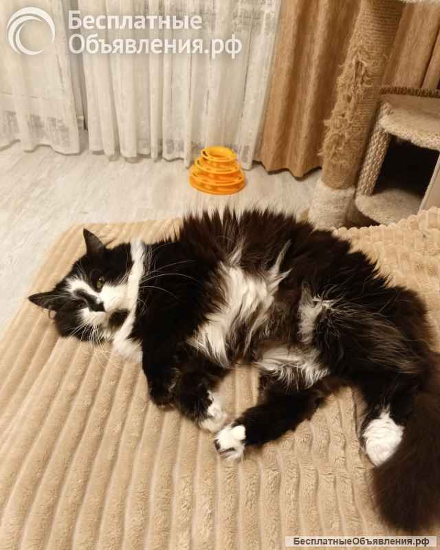 Ищет дом молодая кошечка по имени Фиона