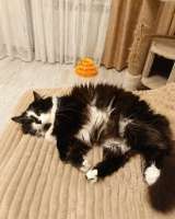 Ищет дом молодая кошечка по имени Фиона