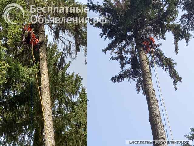 Удаление деревьев любой сложности